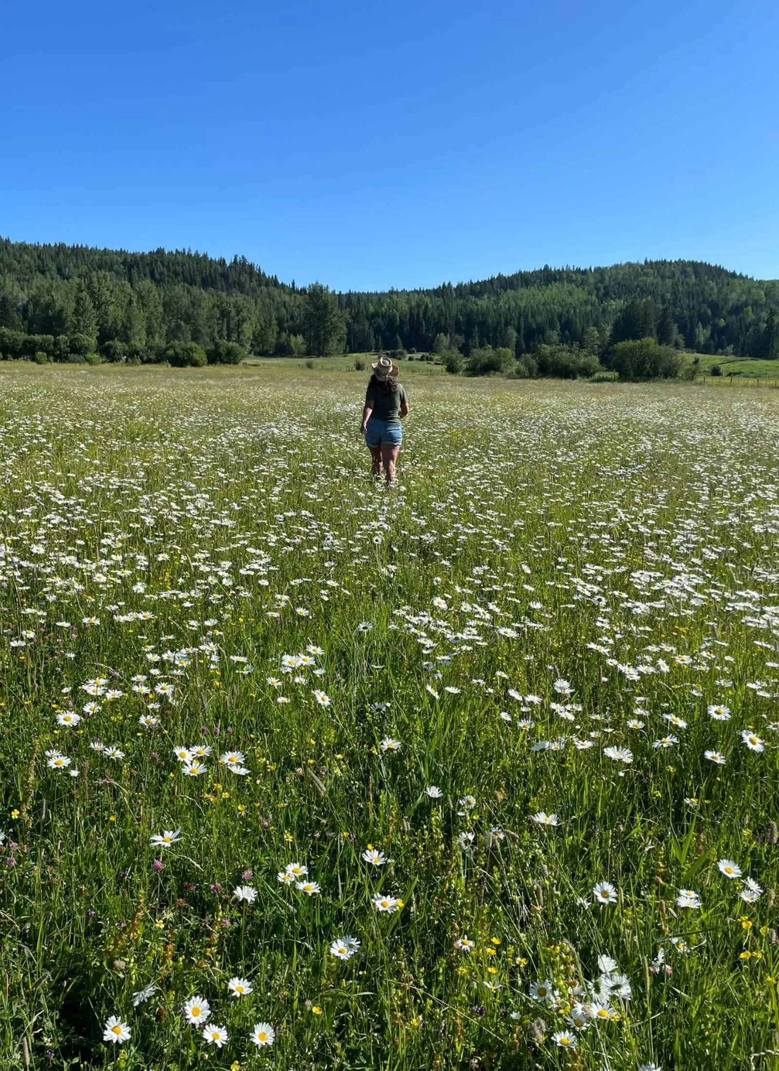 A person walking alone through a wide field of daisies at Kayanara under a clear sky.